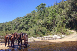 Black Horse Trails group ride