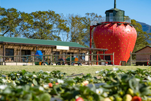 Redberry Farm activities