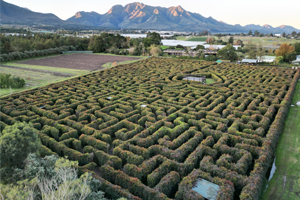 Redberry Farm hedge maze