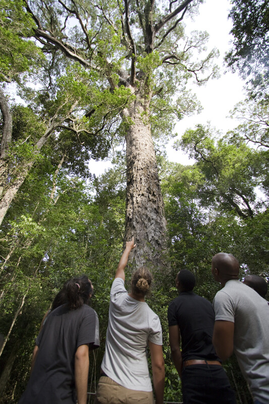 Woodville Big Tree